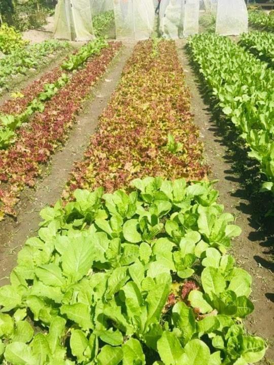 مطعم سامكارا ومنتجع جاردن Lucban المظهر الخارجي الصورة